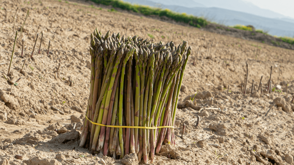 Esparrago-verde-Huetor-Tajar